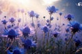 Blue cornflowers field in morning mist Royalty Free Stock Photo
