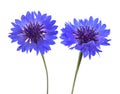 Blue cornflowers isolated