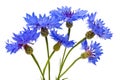 blue cornflowers isolated on a white background