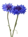 Blue cornflowers