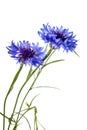 Cornflowers isolated on a white background