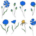 Blue cornflowers and leaves isolated on white background Royalty Free Stock Photo
