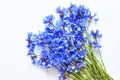 Blue cornflowers over white