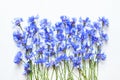 Blue cornflowers over white