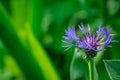 Blue cornflowers in park Royalty Free Stock Photo