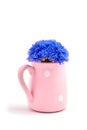 Blue cornflowers in pink pot isolated on white background Royalty Free Stock Photo