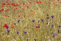 Blue cornflowers and red poppies Royalty Free Stock Photo