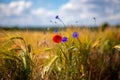 Some blue cornflowers and red poppies stand in front of a brown cornfield