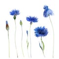 Watercolor blue cornflowers isolated on white background