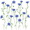 Blue cornflowers set Royalty Free Stock Photo