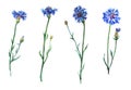 Blue cornflowers set.