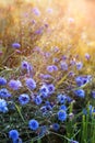 Blue cornflowers on sunset meadow