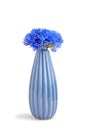 Blue cornflowers in blue vase isolated on white background Royalty Free Stock Photo