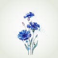 Blue cornflowers Royalty Free Stock Photo