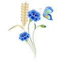 Blue cornflowers and wheat ears with a butterfly on a white background.