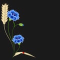 Blue cornflowers and wheat ears with ladybug on a black background. Royalty Free Stock Photo