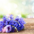 Blue cornflowers on white Royalty Free Stock Photo