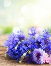 Blue cornflowers on white Royalty Free Stock Photo