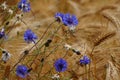 Blue cornflowers (Centaurea cyanus) in a barley field