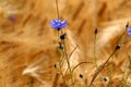 Blue cornflowers (Centaurea cyanus) in a barley field