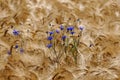Blue cornflowers (Centaurea cyanus) in a barley field