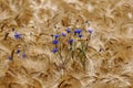 Blue cornflowers (Centaurea cyanus) in a barley field Royalty Free Stock Photo