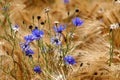 Blue cornflowers (Centaurea cyanus) in a barley field Royalty Free Stock Photo