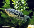 Blue Cosby Gourami, trichogaster trichopterus Royalty Free Stock Photo