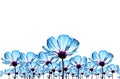 Blue cosmos flower