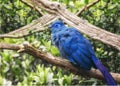 Blue Coua, Coua caerulea with deep blue feathers Royalty Free Stock Photo