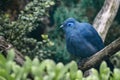 Blue Coua, Coua caerulea with deep blue feathers and distinctive blue oval area around the eye Royalty Free Stock Photo
