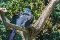 Blue Coua, Coua caerulea with deep blue feathers Royalty Free Stock Photo