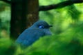 Blue Coua, Coua coerulea, rare grey and blue bird with crest, in nature habitat. Couca sitting on the branch, Madagacar. Birdwatch