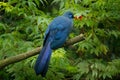 Blue Coua, Coua coerulea, rare grey and blue bird with crest, in nature habitat. Couca sitting on the branch, Madagacar. Birdwatch