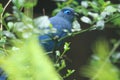Blue coua Royalty Free Stock Photo