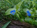 Blue Couple of Flower