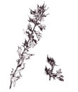 Blue cow wheat, Melampyrum nemorosum, graphic black and white drawing, botanical sketch. Hand drawn flower. Medical herb