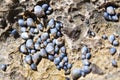 Blue cowries