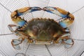 Blue crab Royalty Free Stock Photo