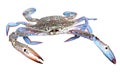 Blue crab