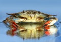 Blue crab Royalty Free Stock Photo