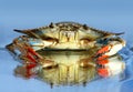 Blue crab