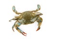 Blue Crab