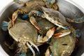 Blue Crab Royalty Free Stock Photo