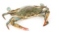 Blue Crab