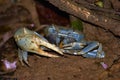 Blue Crab Royalty Free Stock Photo