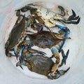 Blue crab bucket Royalty Free Stock Photo