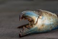 Blue Crab claw Royalty Free Stock Photo