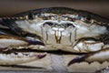 Blue Crab with claw front view1 Royalty Free Stock Photo