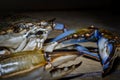 Blue Crab with claw side view Royalty Free Stock Photo